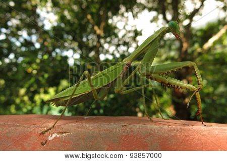 green praying mantis / Mantis religiosa