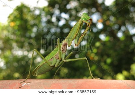green praying mantis / Mantis religiosa