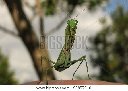 green praying mantis / Mantis religiosa