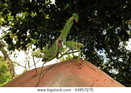 green praying mantis / Mantis religiosa