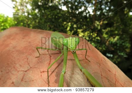 green praying mantis / Mantis religiosa