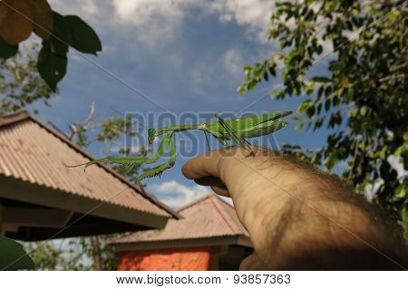 green praying mantis / Mantis religiosa