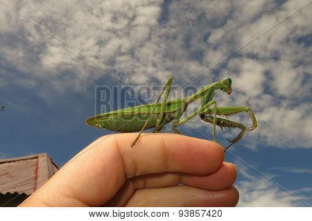 green praying mantis / Mantis religiosa