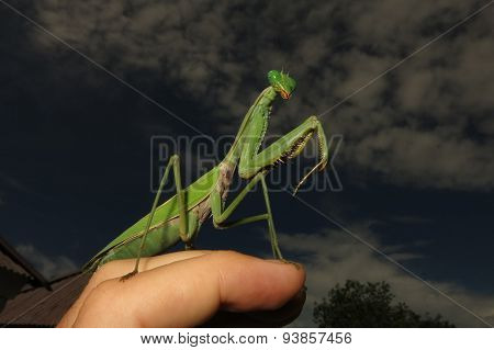 green praying mantis / Mantis religiosa