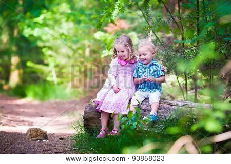 Kids Watching A Hedgehog In The Forest