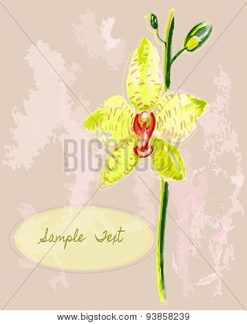 Orchid