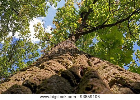 oak