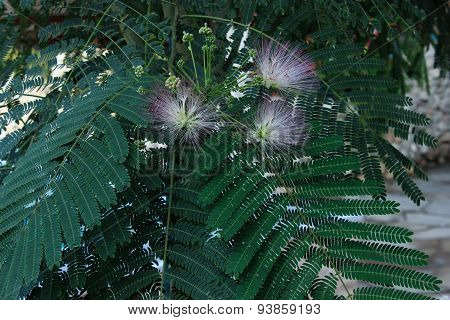 acacia tree flowers