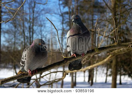 doves