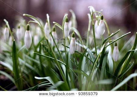 snowdrops