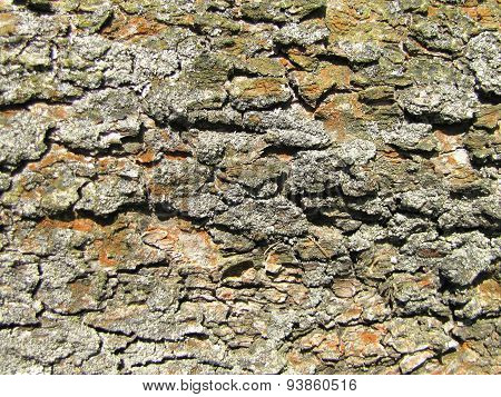 Detailed Photo Of Lark Bark Structure