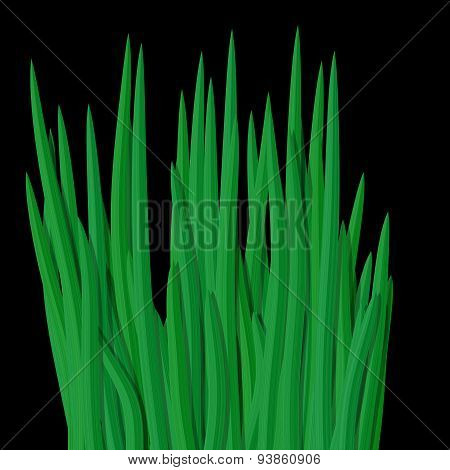 Fresh Green Grass Tussock Isolated On Black