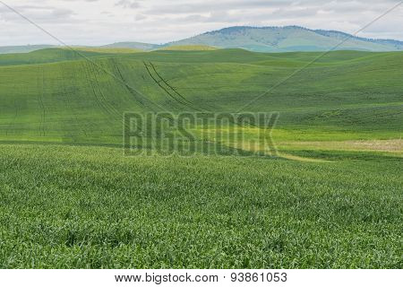 Wheat Fields
