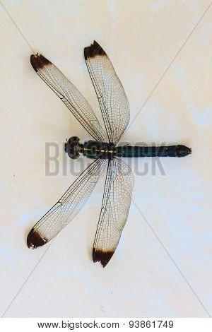 dragonfly