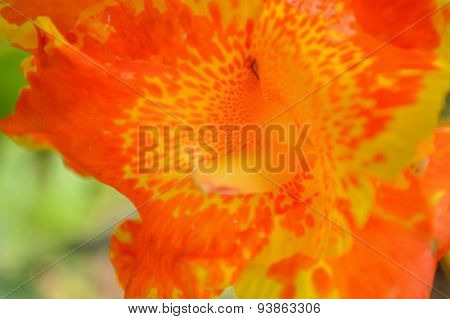 Canna Lily, Orange And Yellow Spotted