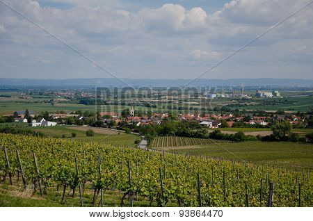 Grape field on the sky background in spring
