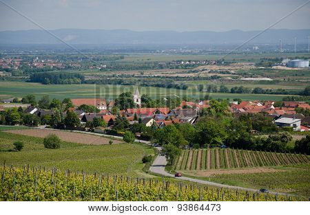 Grape field on the sky background in spring