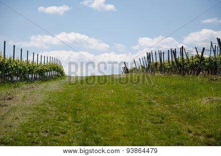 Grape field on the sky background in spring