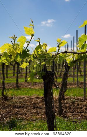 Grape field on the sky background in spring