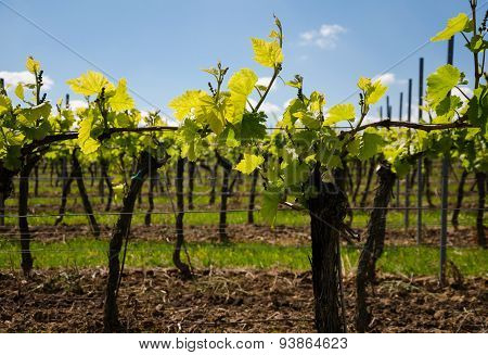 Grape field on the sky background in spring