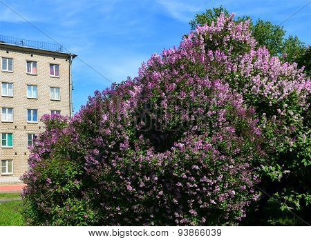 Landscape. Spring In The City. Lilac Bush.