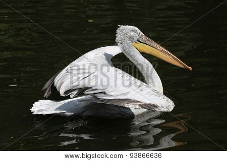 Dalmatian pelican (Pelecanus crispus). 