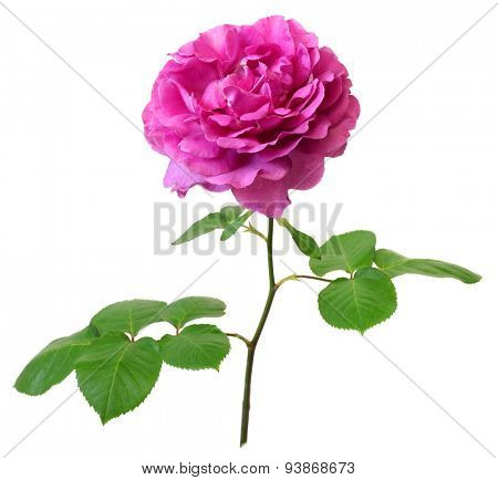 yves piaget rose isolated on white background?