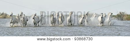 Running White Horses Through Water
