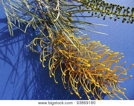 Grevillea Flowers On Blue Background In Sunlight