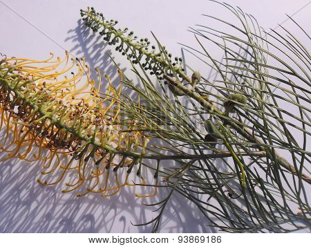Yellow Grevillea On White Background In Faint Sunlight