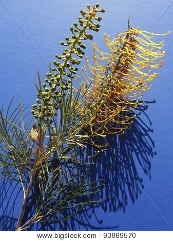 Yellow Grevillea Onblue Background In Sunlight