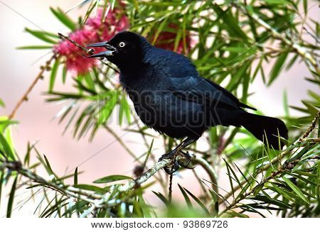 The Greater Antillean Grackle (quiscalus Niger)