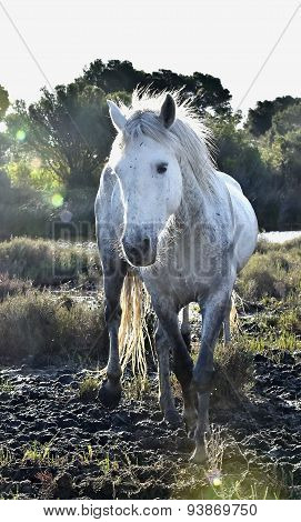 Portrait Of The White Camargue Horse.