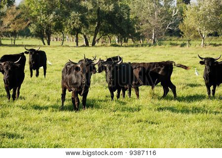 Frankrike Camargue Bull