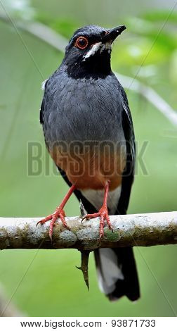 Red legged Thrush Cuba variation Turdus plumbeus