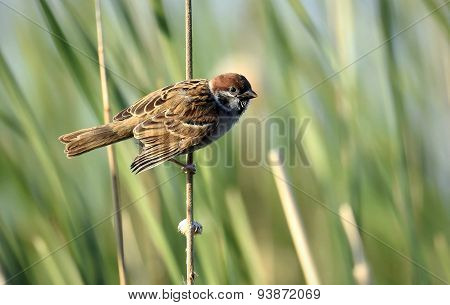 The Eurasian Tree Sparrow (passer Montanus)