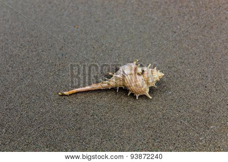 Conch on the beach