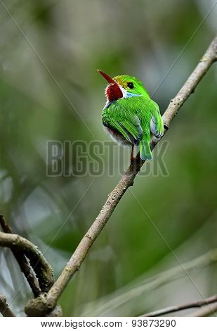 Cuban Tody (todus Multicolor)