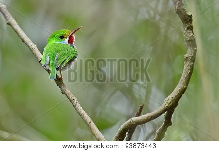 Cuban Tody (todus Multicolor)