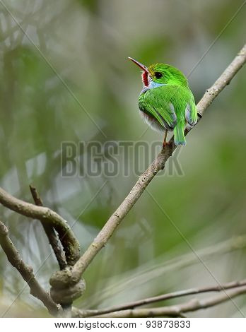 Cuban Tody (todus Multicolor)