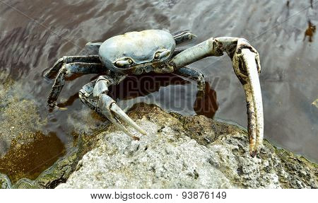 Blue Land Crab (Cardisoma Guanhumi) Mangrove Land Crab likely to be Cardisoma guanhumi