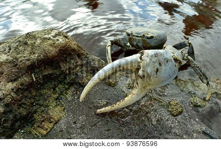 Blue Land Crab (Cardisoma Guanhumi) Mangrove Land