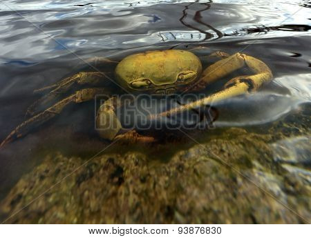 Blue Land Crab (Cardisoma Guanhumi) Mangrove Land