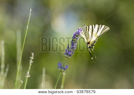 Scarce Swallowtail (iphiclides Podalirius) Butterfly