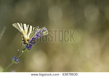 Scarce Swallowtail (iphiclides Podalirius) Butterfly