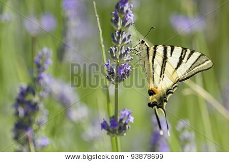 Scarce Swallowtail (iphiclides Podalirius) Butterfly