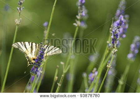 Scarce Swallowtail (iphiclides Podalirius) Butterfly