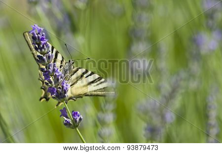 Scarce Swallowtail (iphiclides Podalirius) Butterfly