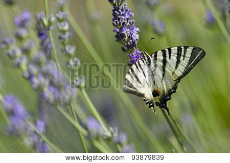 Scarce Swallowtail (iphiclides Podalirius) Butterfly