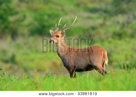Hog Deer